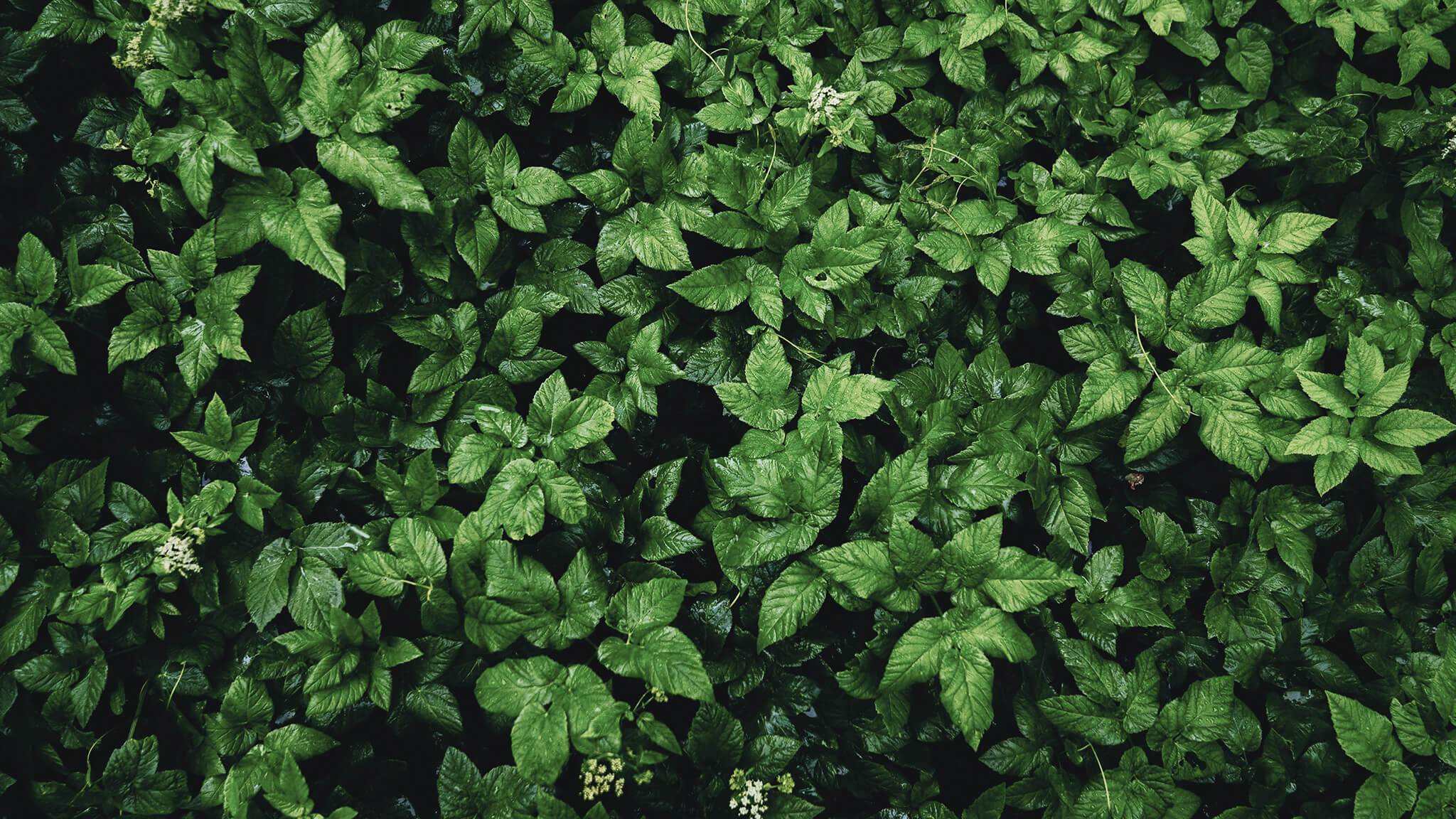 SPECTR IT - Розробка сайту, інтернет магазину, дизайн, супровід, безпека.